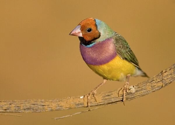 Gouldian Finch red-headed morph perched About 24% of the population are red-headed morphs. Gouldian Finches occur across the Top End from the Kimberley to the far north of Queensland but in much smaller numbers than previously