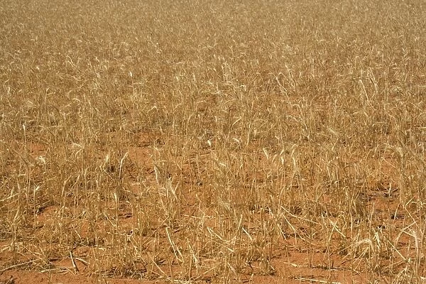 Grain-growing country - sparsely overgrown grain field. Because of the drought few of the cereal plants get enough humidity to develop - near Mildura, Victoria, Australia