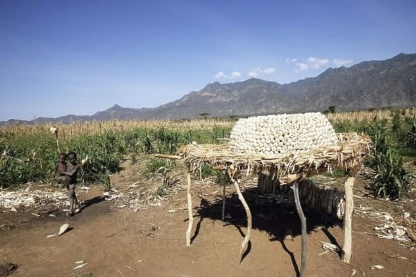 Granary - Maize  /  Corn  /  Sweetcorn - being stored. Borena - Ethiopia