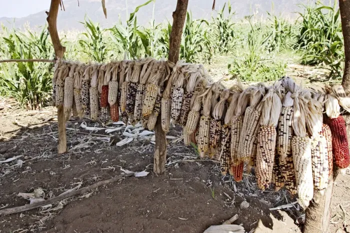 Framed Print : Granary - Maize / Corn / Sweetcorn - being stored. Borena - Ethiopia Framed Print : Granary - Maize / Corn / Sweetcorn - being stored. Borena - Ethiopia