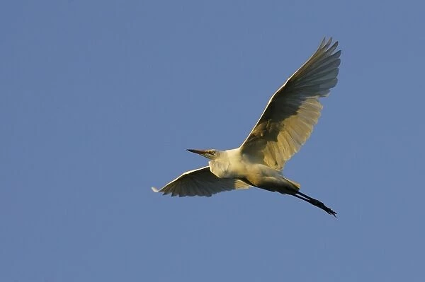 Grande aigrette. Great Egret Casmerodius albus
