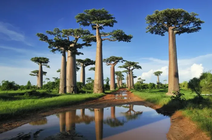 Framed Print : Grandidier's Baobab - near Morondava - Madagascar