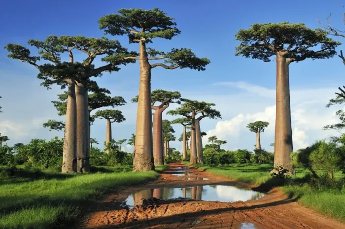 Framed Print : Grandidier's Baobab - near Morondava - Madagascar Framed Print : Grandidier's Baobab - near Morondava - Madagascar