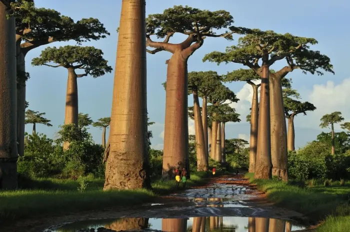 Framed Print : Grandidier's Baobab - near Morondava - Madagascar
