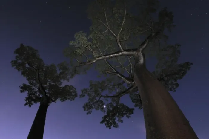 Framed Print : Grandidier's Baobab at night - near Morondava - Madagascar Framed Print : Grandidier's Baobab at night - near Morondava - Madagascar