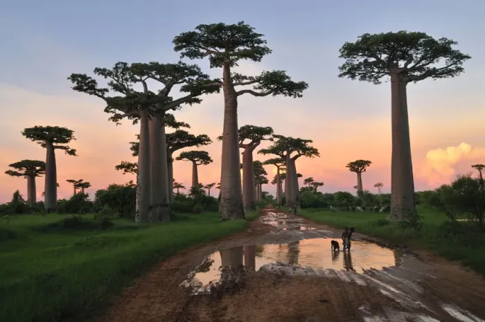 Framed Print : Grandidier's Baobab at sunset - near Morondava - Madagascar Framed Print : Grandidier's Baobab at sunset - near Morondava - Madagascar