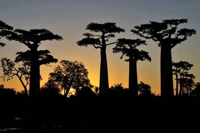 Framed Print : Grandidier's Baobab at sunset - near Morondava - Madagascar Framed Print : Grandidier's Baobab at sunset - near Morondava - Madagascar