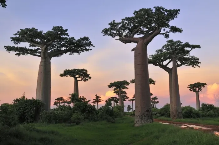 Framed Print : Grandidier's Baobab at sunset - near Morondava - Madagascar Framed Print : Grandidier's Baobab at sunset - near Morondava - Madagascar