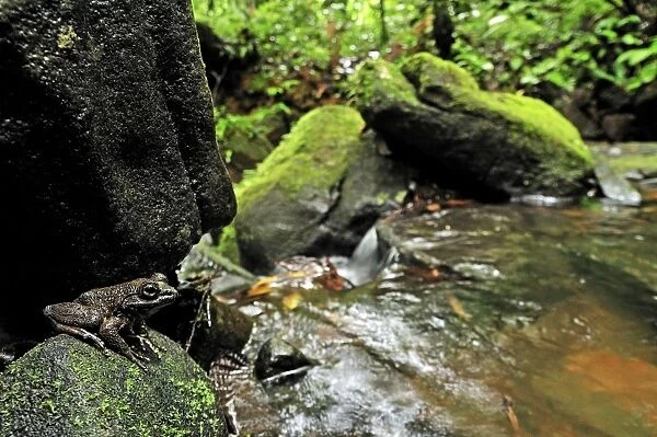 Grandidier's Stream Frog - on rock by stream - Masoala National Park - Madagascar