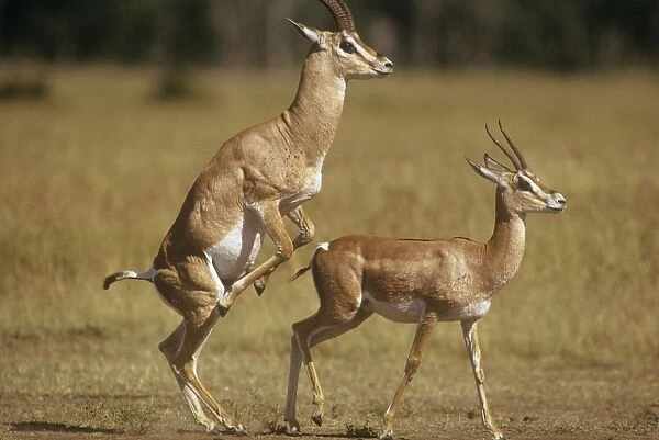 Grant's Gazelle - attempting to mount female Maasai Mara Kenya Africa
