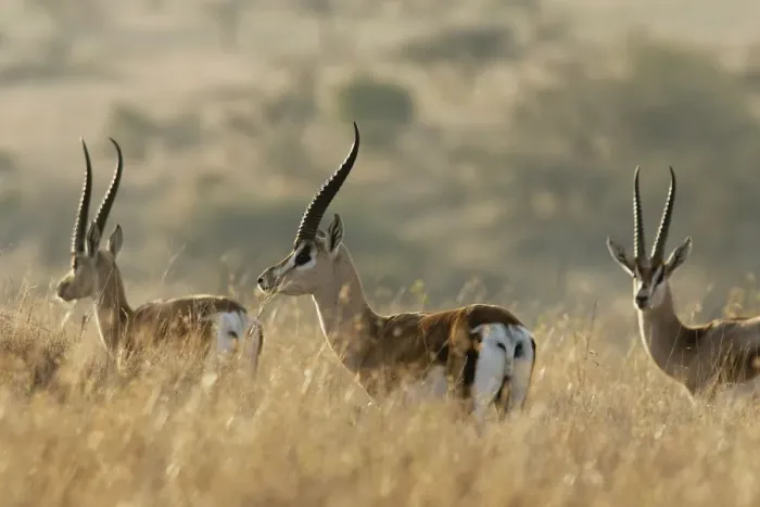 Framed Print : Grant's gazelle - three in grass. Kenya - Africa Framed Print : Grant's gazelle - three in grass. Kenya - Africa