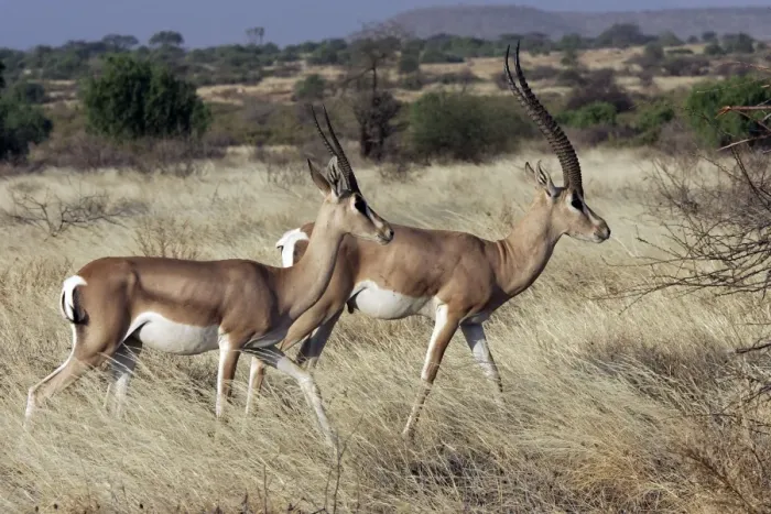 Framed Print : Grant's gazelle. Kenya - Africa Framed Print : Grant's gazelle. Kenya - Africa