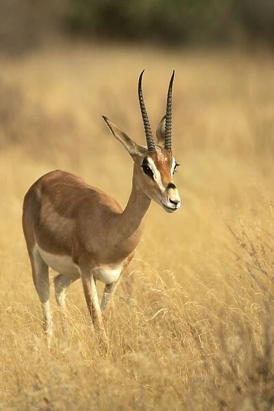 Grant's gazelle. Kenya - Africa