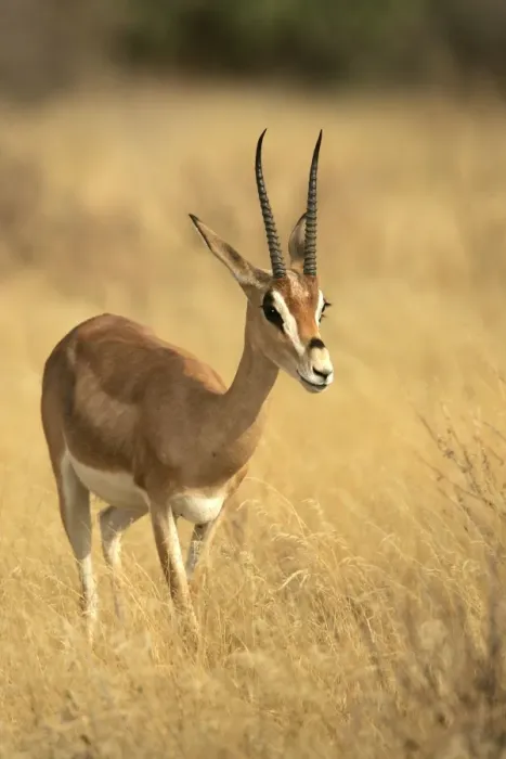 Framed Print : Grant's gazelle. Kenya - Africa Framed Print : Grant's gazelle. Kenya - Africa