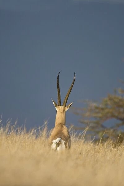 Grant's Gazelle Lewa Conservancy, Kenya