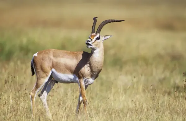 Grant's Gazelle Print, Maasai Mara, Kenya Africa FL-490. Art