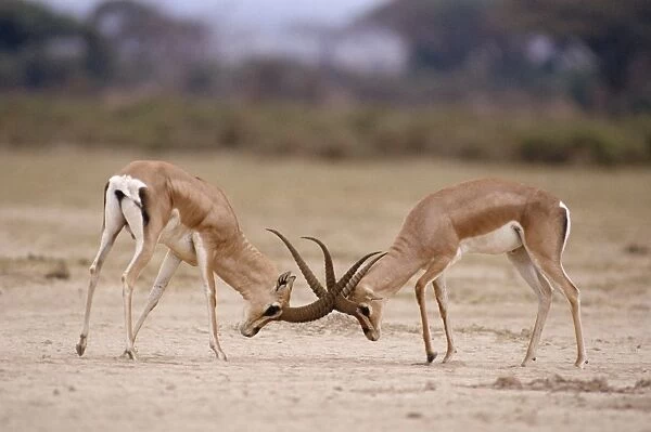 Grant's Gazelle - males fighting Maasai Mara, Kenya, Africa