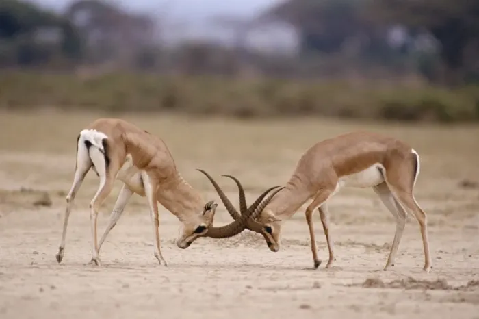 Framed Print : Grant's Gazelle - males fighting Maasai Mara, Kenya, Africa Framed Print : Grant's Gazelle - males fighting Maasai Mara, Kenya, Africa