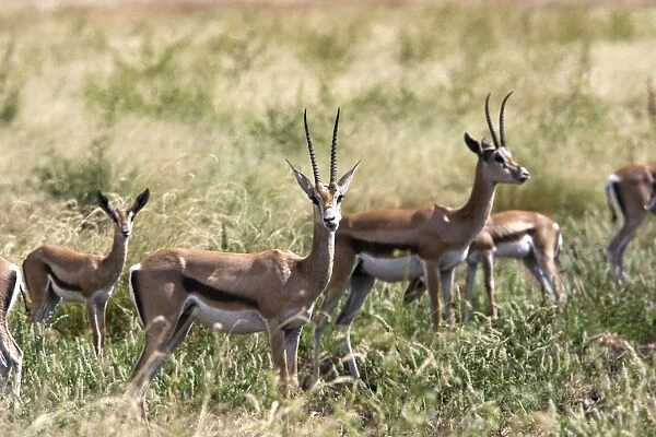 Grant's gazelle. Nech Sar National Park - Arsi Region - Ethiopia