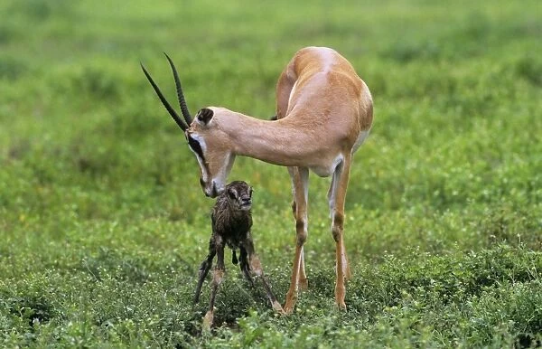 Grant's Gazelle - and new born