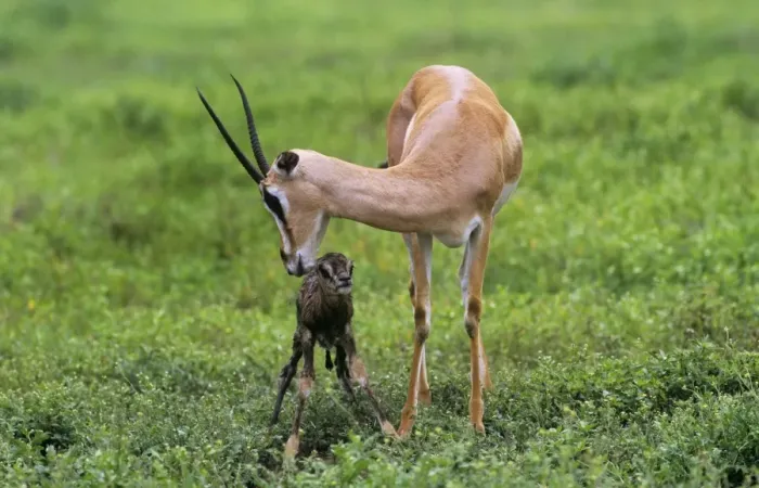 Framed Print : Grant's Gazelle - and new born Framed Print : Grant's Gazelle - and new born