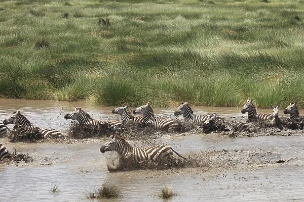 Grant's Zebra - herd crossing a river - Serengeti NP - Tanzania