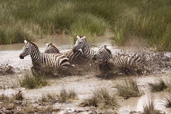 Grant's Zebra - herd crossing a river - Serengeti NP - Tanzania