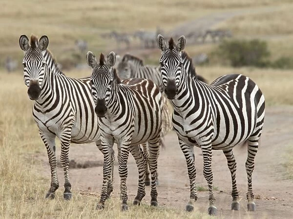 Grant's Zebra - herd - Maasai Mara - Kenya