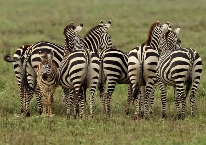 Framed Print : Grant's Zebra - herd with young one - Serengeti NP - Tanzania Manipulated image: animal removed from background Framed Print : Grant's Zebra - herd with young one - Serengeti NP - Tanzania Manipulated image: animal removed from background