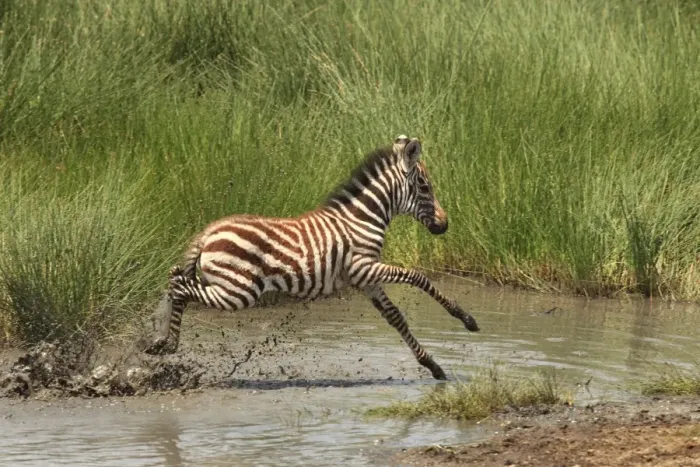 Framed Print : Grant's Zebra - young crossing a river - Serengeti NP - Tanzania Framed Print : Grant's Zebra - young crossing a river - Serengeti NP - Tanzania