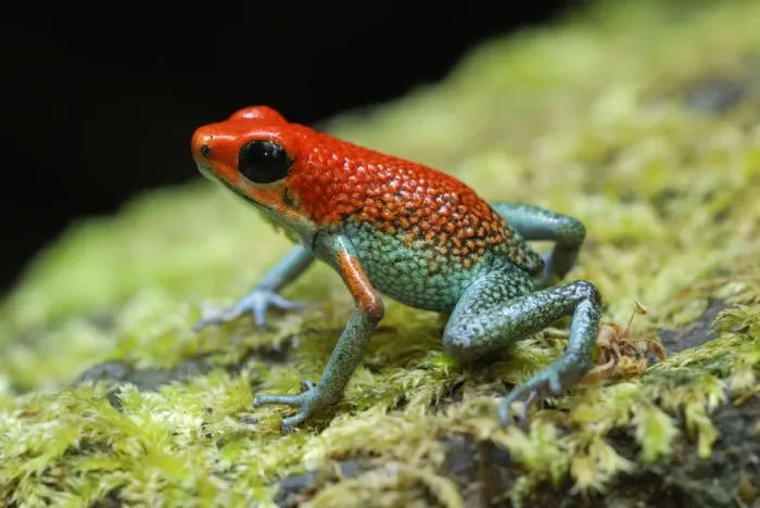 Framed Print : Granular Poison Frog Corcovado N. P. Costa Rica Framed Print : Granular Poison Frog Corcovado N. P. Costa Rica