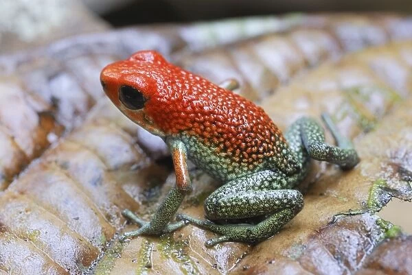 Granular Poison Frog Corcovado N. P. Costa Rica