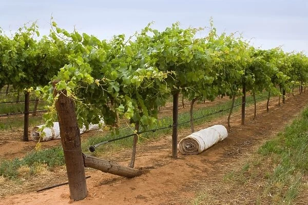 Grape-growing area - a grapevine plantation in which grapes are grown. The outlets of the watering system are visible, because without water from the Murray nothing would grow here in the middle of the desert - Mildura, Victoria, Australia