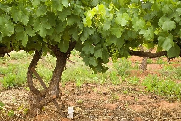 Grape-growing area - a grapevine plantation in which grapes are grown. The outlets of the watering system are visible, because without water from the Murray nothing would grow here in the middle of the desert - Mildura, Victoria, Australia
