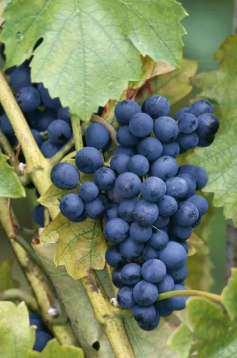 Framed Print : Grapes ME 426 Bunch with vine leaf © Johan De Meester / ARDEA LONDON Framed Print : Grapes ME 426 Bunch with vine leaf © Johan De Meester / ARDEA LONDON