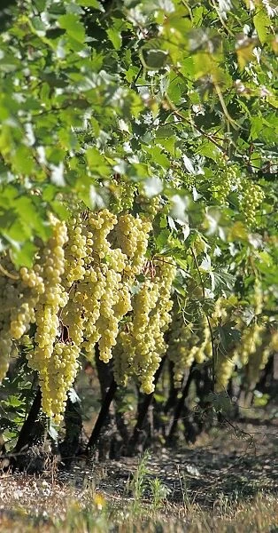 Grapes - vineyard. Cote du Rhone Beaumes de Venise - Provence - PACA - France