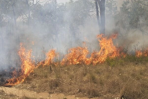 Grass Fire - In Australia a grass fire is a significant management tool for station owners. When lit just before the Wet Season a fire clears the land allowing excellent grass growth for the cattle when the rains come. Mt Elizabeth