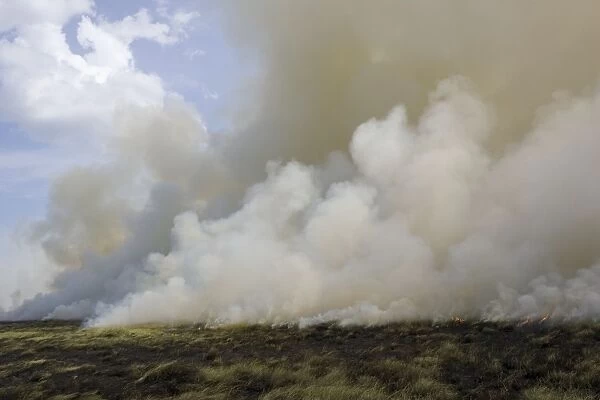 Grass fire - a fire sweeps across the savannah during the dry season - Masai Mara Triangle - Kenya