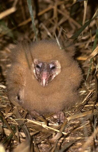 Grass owl chick at nest