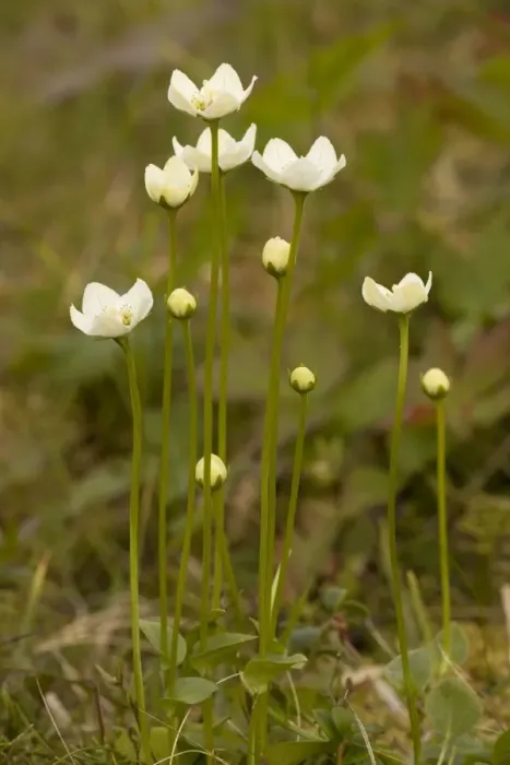 Framed Print : Grass of Parnassus (Parnassia palustris) in flower. Scotland Framed Print : Grass of Parnassus (Parnassia palustris) in flower. Scotland