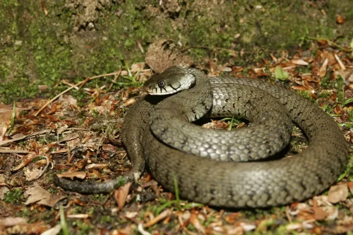 Framed Print : Grass / Ringed snake. Alsace France Framed Print : Grass / Ringed snake. Alsace France