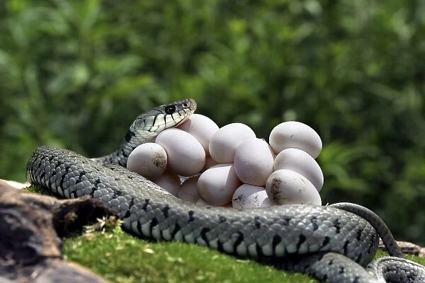 Grass  /  Ringed Snake - coiled around eggs. Alsace - France