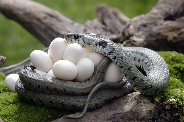Grass  /  Ringed Snake with eggs