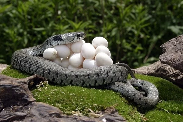 Grass  /  Ringed Snake with eggs. France