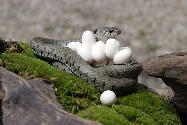 Grass  /  Ringed Snake - at nest with eggs. Alsace. France