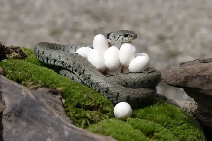 Framed Print : Grass / Ringed Snake - at nest with eggs. Alsace. France Framed Print : Grass / Ringed Snake - at nest with eggs. Alsace. France