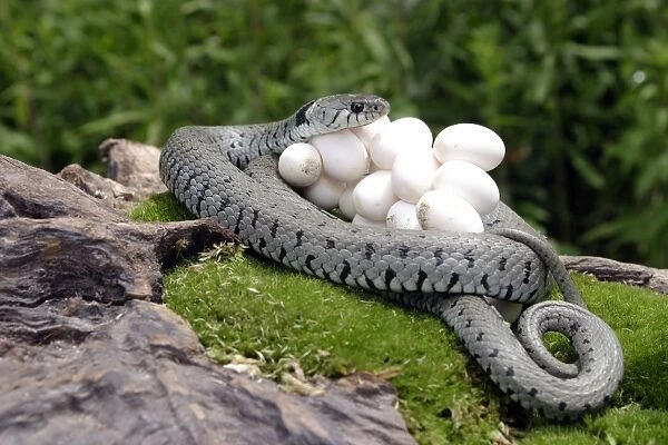 Grass  /  Ringed Snake - at nest protecting eggs. Alsace. France