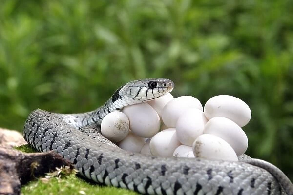 Grass / Ringed Snake protecting eggs. Alsace. France