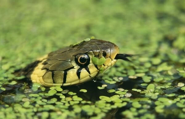 Grass Snake CAN 27 In duckweed, UK. Natrix natrix © John Cancalosi  /  ARDEA LONDON