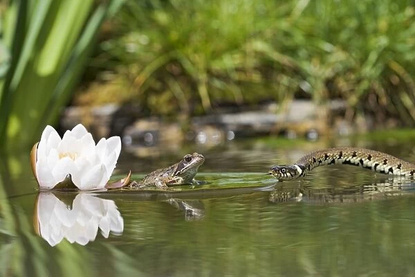 Grass snake – approaches common frog resting on lily pad Bedfordshire UK 004739